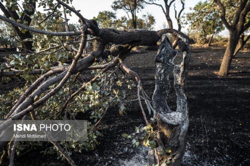 آتش سوزی، زنگ خطری جدی برای باغستان سنتی قزوین
